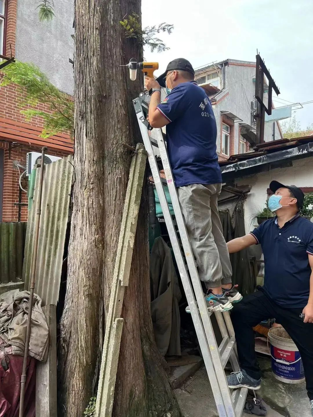 浩瀚体育app下载居民留言小区树上都是白蚁窝现在情况如何了？(图3)